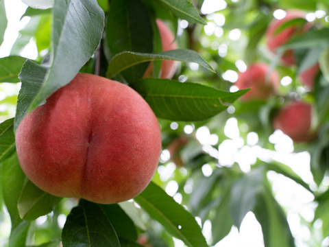 【一番人気】朝採れ完熟桃のコンポート 6本セット（加糖・無糖 食べ比べ）｜まとめ買い割引中