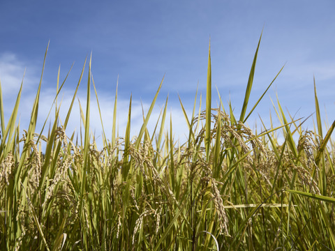 【玄米】武田家のお米 墾 きらほ【5kg】