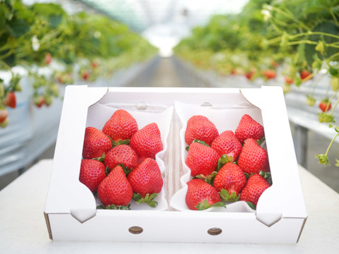 【冬ギフト】【いちご食べ比べ】苺2品種食べ比べ【270ｇ】２パック