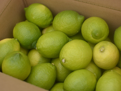 【食べて実感！まろやかな酸味】農薬最小限の鴨川レモン 秀品3kg