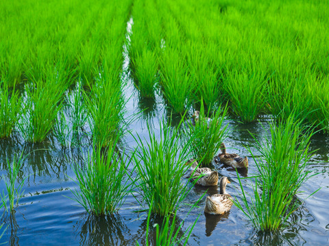 【合鴨農法】お米の甘み際立つ千葉県産こしひかり「かもまい」玄米（10kg）