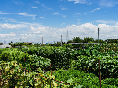 【福袋】
季節の旬の野菜セット(5品種〜7品種ほど) 農家のレシピ& 福袋限定　ハーブ付き