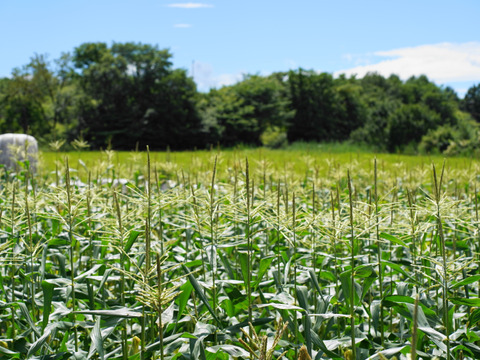 8本・お試し価格【最上級・プレミアムとうもろこし（糖度20度程度）】サニーショコラ