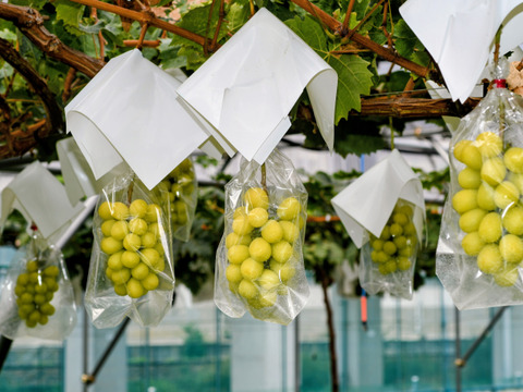 ゴールデンシャインマスカット2房/約850g