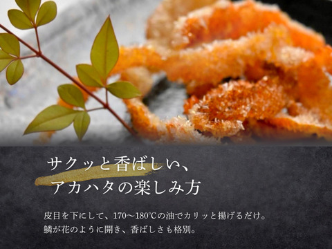 【夏季限定】宮崎の天然アカハタ（3kg）｜8月末まで発送