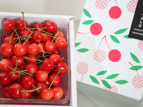 佐藤錦 食べきり500g《まずは少量から試したい方に》