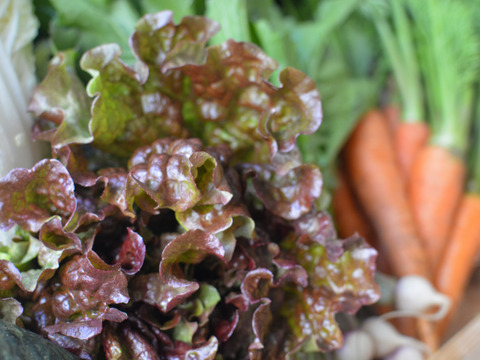 冬野菜セット9～10品目(３～4人分)　元イタリアンシェフが育てる「濃厚で甘み・苦味の濃い野菜」家族で１週間楽しめる野菜セット【福袋】