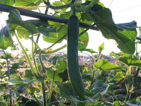 朝採り新鮮：A級品『きゅうり』2㎏（約20本）