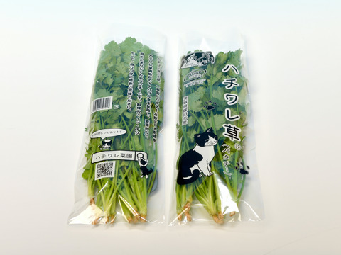ナノバブル水で栽培した『ハチワレ草®』（パクチー）100g×10袋入り