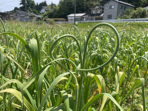 この時期だけ！ 甘み・旨味たっぷりニンニクの芽【栽培期間中農薬・化学肥料不使用】