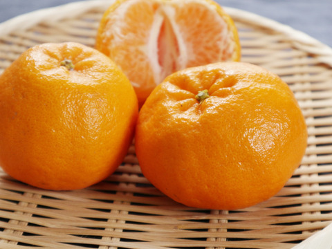【再入荷！】 発送開始】訳ありポンカン 3kg：愛媛県産のみかん・柑橘類 果物