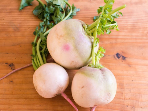 【紅芯大根】 千葉産  6㎏セット