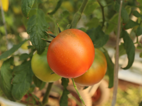 【ご褒美トマト】糖度8度以上フルーツトマト2Kg　｜高知県香南市産｜贈答品