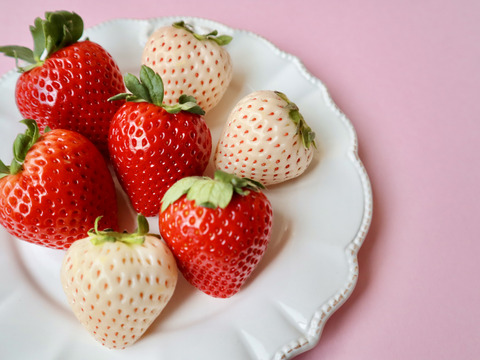 紅白極上あまおう400ｇ　～ベロアギフトボックス～【冬ギフト】