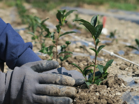 《メール便・3袋セット》どうまい緑茶