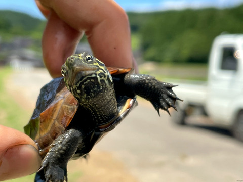 【2025年度産】［玄米］自然栽培ゆめみづほ5kg（富山県氷見産）