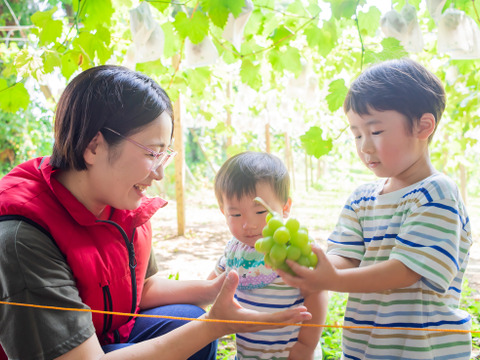 【8月中旬～、北海道、沖縄、離島のお客様はコチラ】たっぷり入って大満足！ シャインマスカット摘み落とし粒 1キロ 1kg