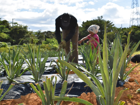 【有機JAS認証】話題の新品種！ ホワイトココ　約３kg(３～５玉)