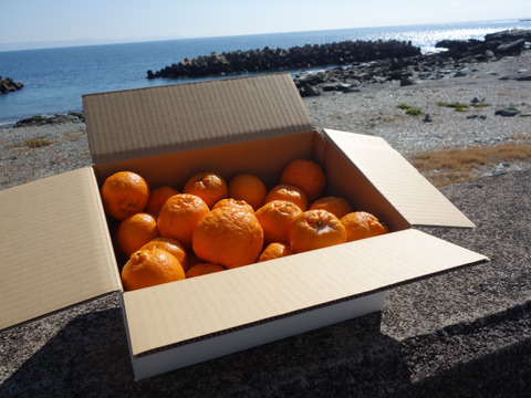 【甘いけど傷もの。訳あって家庭用】びわ屋のポンカン（千々ポンカン）5㎏でお届け