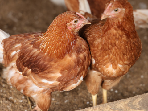 【採卵翌日発送】宮城のお米と大豆で育てた　ごとうもみじのたまご　陸と海の恵みを濃縮　　6個入り×4P