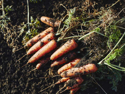 笑顔にんじん10キロ
