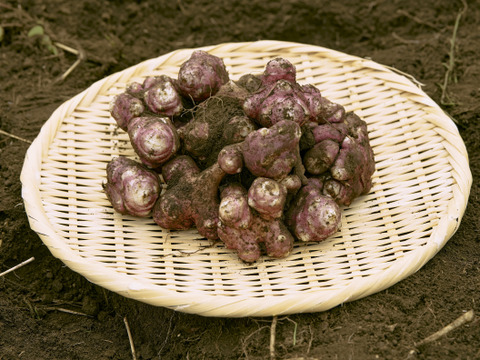 【紅菊芋500g】初めて食べる方にもオススメ！食べ切りサイズ〜有機肥料のみ使用〜
