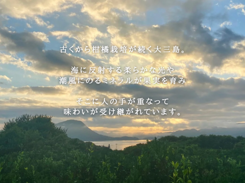 早生温州みかん 10キロ箱　愛媛県・大三島産　ご家庭用S〜L混合