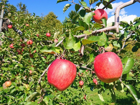 【 先行予約･山形県オリジナル品種・秋陽 】【 外パリパリ•中ジューシー果汁 】山形県産 りんご 3ｋ【 家庭用・贈答用 】さくらんぼとご一緒に！