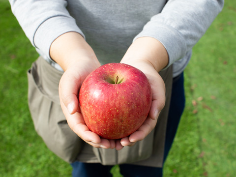 りんご  シナノスイート 大野農園スタッフ投票1位の品種　8～5個程度（2kg程度）