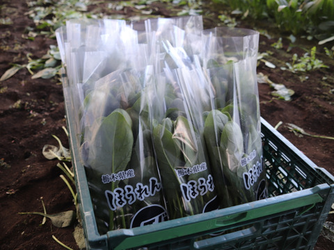 宮ほうれん草 200g 5袋入り：栃木県産のその他ほうれん草｜食べ