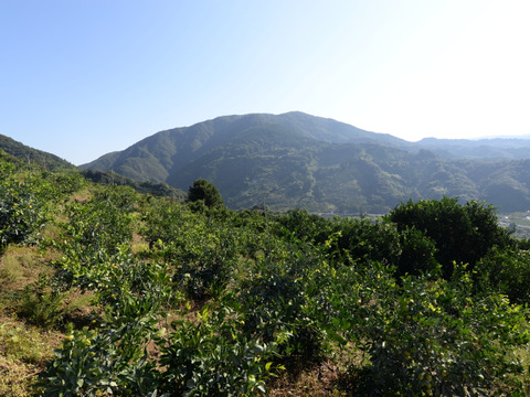 和歌山にしかない品種　一番みかん　5kg　約43個～