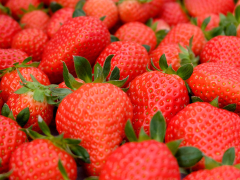 大玉贅沢三昧！いただきいちご園の紅白いちご４品種食べ比べセット　９～１１玉入り【化粧箱入り】【いちご食べ比べ】