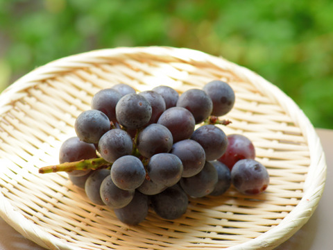 【200セット限定】 大人の贅沢ぶどうだより（食べチョク公式）