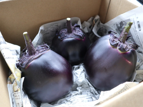 京伝統野菜『賀茂なす』３個