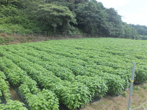 オリーブ農家が作ったえごま油（大分県国東市産）１０５ｇ×2本