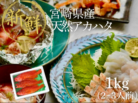 【夏季限定】宮崎の天然アカハタ（1kg）｜８月末まで発送