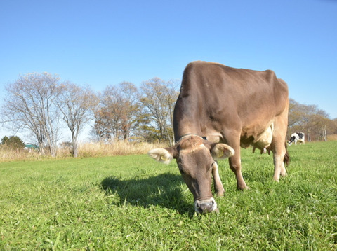 【イチオシBOX】ブラウンスイス牛の牧場満喫セットB（ハンバーグ3個+ミルクジェラート4種）
