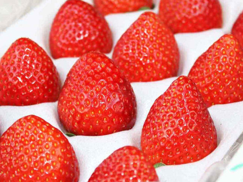 (1P)約280g【いちご・とちあいか】安心新パッケージ★甘さ増量●栃木県産いちご●お届け日指定可