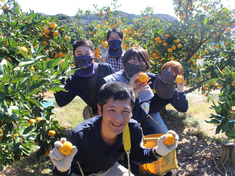 ブラッドオレンジ サイズ混合 国産 静岡県浜松市産 (約10kg)