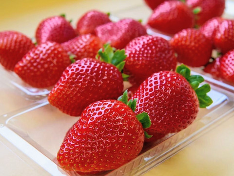 朝摘み！栃木県産★完熟とちあいか！大玉！甘くて酸味が少ない品種です！