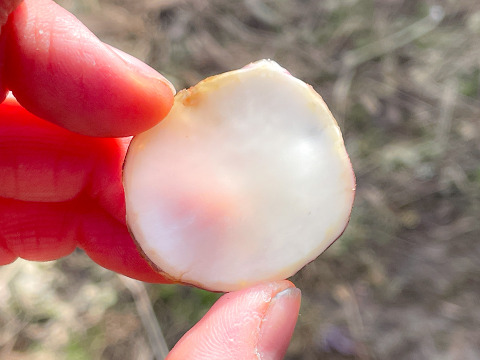 【日持ち◎土つきで届け！】生菊芋  紅菊芋500g 宮城県産 シャキシャキ食感 生きくいも 菊芋 赤菊芋 栽培中農薬不使用  自然栽培 化学肥料不使用 キクイモ きくいも 皮ごと食べれる 生食