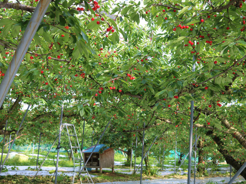 佐藤錦 1kg×３箱（L・Mサイズ混合）｜山形県東根産《家庭用バラｐ詰め》