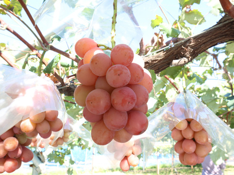 500円引き】クイーンニーナ・シャインマスカット約950g（各1房）／出店