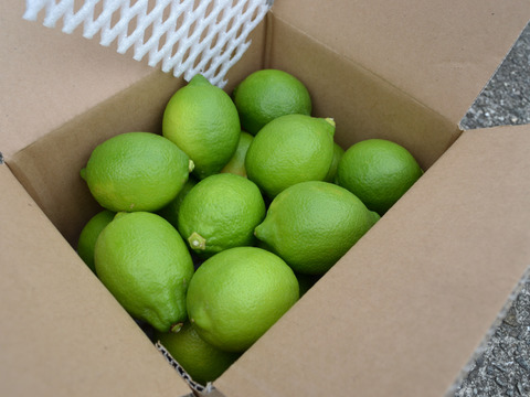 家庭用まるたま農園グリーンレモン (約5kg)