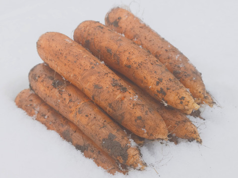 雪が積もる高原の寒さで甘くなった❄️有機JASニンジン🥕５ｋｇ