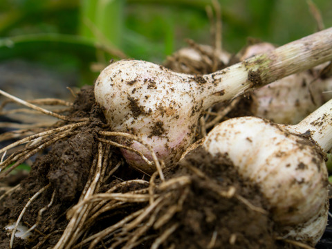 【茨城県産】ホワイト六片種 粒にんにく バラ800g(メール便）