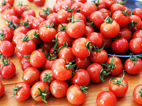 【志水さま専用】艶々でピッカピカ！りぼんのトマト（プチぷよ）約1.2キロ