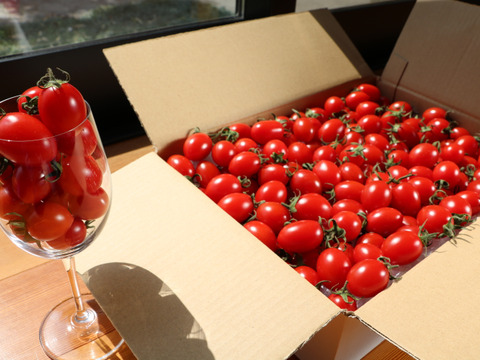 ミニトマト【完熟高糖度アイコ】1kg/箱・海藻肥料アルギットによる高糖度と抜群の旨味