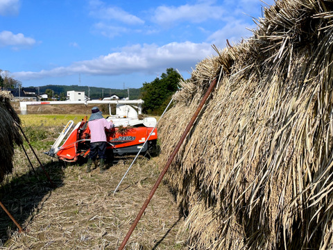 富山県氷見市（自然栽培 / こだわりの天日干し）】古代米（紫