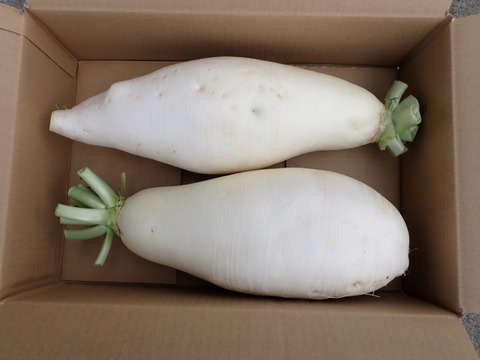 鏡水の伝統野菜 島大根（2本約5kg）